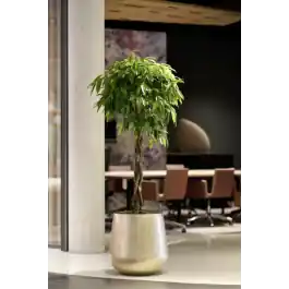 Caluya Planter Gold - Veilig betalen