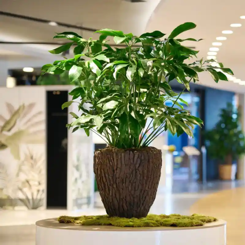 Bosco Pot Bark | Voeg toe aan winkelwagen