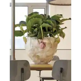 Direct leverbaar | Kabibe Shell Bowl