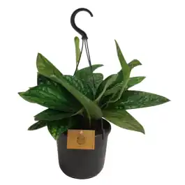 Topkwaliteit | Epipremnum Marble Planet