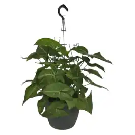 Syngonium Arrow - Populair