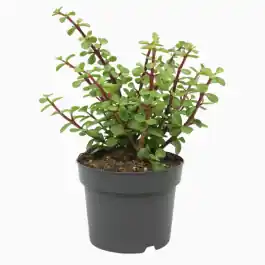 Nog maar enkele beschikbaar | Portulacaria afra