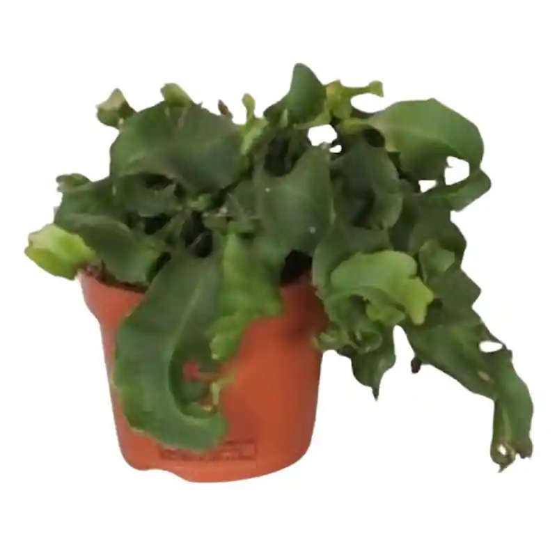 Nieuw in het assortiment - Epiphyllum monstrose