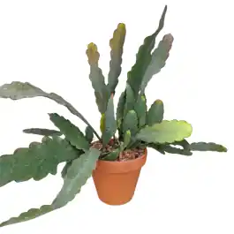 Speciale deal | Epiphyllum Sarah Courant