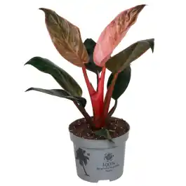 Philodendron Pink Bikini - Premium