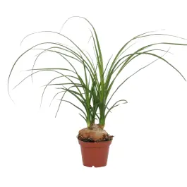 Populair - Nolina recurvata