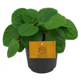 Actie loopt bijna af - Peperomia Rana Verde