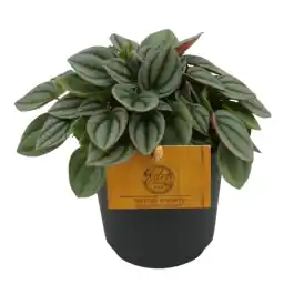 Peperomia Napoli Nights | Populair bij klanten