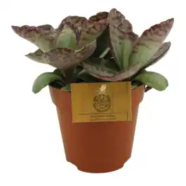 Kalanchoe Surprising Desert | Voorraad bijna op