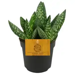 Aloë paradisicum | Nieuw in de shop