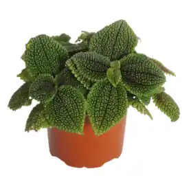 Goed beoordeeld | Pilea Moon Valley