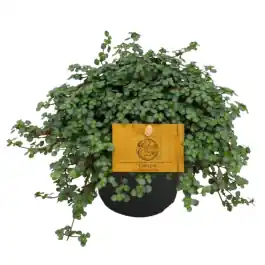 Nog maar enkele beschikbaar - Pilea glauca Greyzy