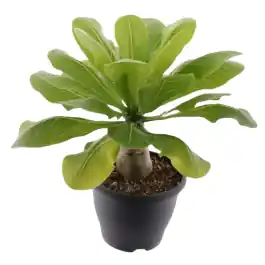 Brighamia Hawaii Palm | Zeer goed beoordeeld