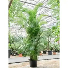 Korting | Areca Lutescens