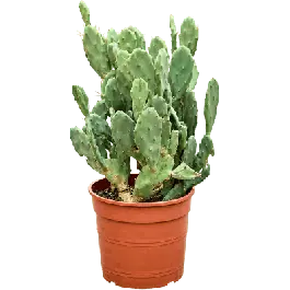 Opuntia seminermis - Deal