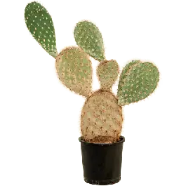 Bespaar nu - Opuntia galapageia