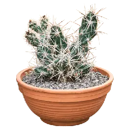 Bespaar meer - Opuntia invicta