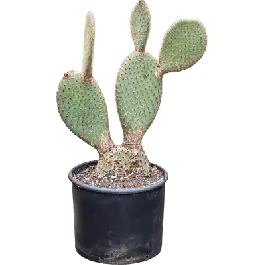 Klantfavoriet | Opuntia pailana