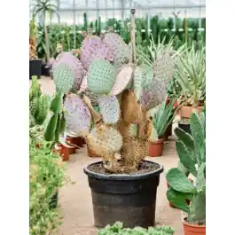 Nog maar een paar beschikbaar - Opuntia santarita