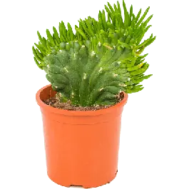 Lage prijs | Opuntia subulata