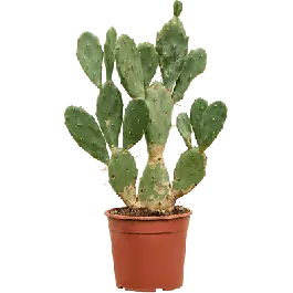 Opuntia vulgaris | Voordeelprijs