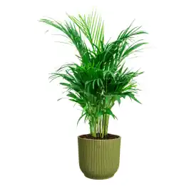 Trending | Areca Lutescens in Vibes groen