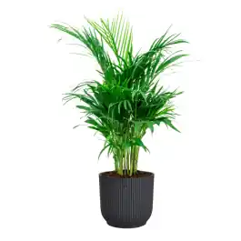 Areca Lutescens in Vibes antraciet - Hoog gewaardeerd