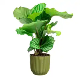 Veilig betalen | Calathea Orbifolia in Vibes groen