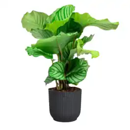 Calathea Orbifolia in Vibes antraciet - Koopje