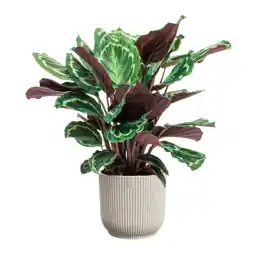 Lage prijs - Calathea Medaillon in Vibes wit