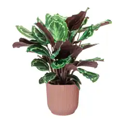 Nieuw product - Calathea Medaillon in Vibes roze