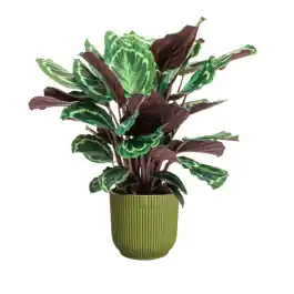 Calathea Medaillon in Vibes groen | Bestel vandaag