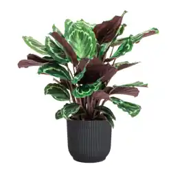 Zojuist toegevoegd - Calathea Medaillon in Vibes antraciet
