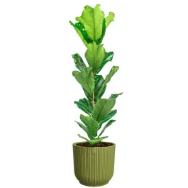 Topprijs | Ficus Lyrata in Vibes groen