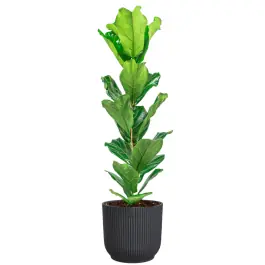 Nog maar enkele beschikbaar | Ficus Lyrata in Vibes antraciet