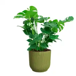 Monstera Deliciosa in Vibes groen | Online bestellen