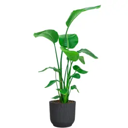 Strelitzia Nicolai in Vibes antraciet - Sale