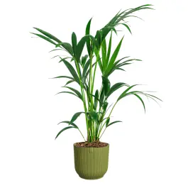 Veel voordeel - Kentia howea in Vibes groen