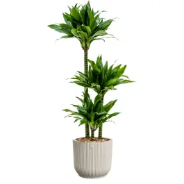 Dracaena Green Jewel in Vibes wit - Populair