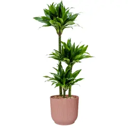 Dracaena Green Jewel in Vibes roze | Bijna uitverkocht