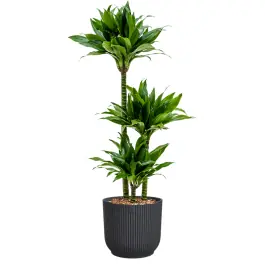 Net binnen - Dracaena Green Jewel in Vibes antraciet