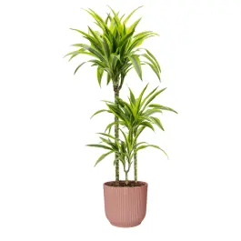 Dracaena Lemon Lime in Vibes roze - Hoge kwaliteit