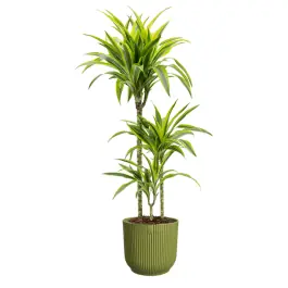Eenvoudig retourneren - Dracaena Lemon Lime in Vibes groen