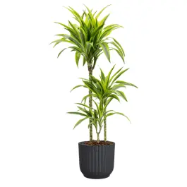 Dracaena Lemon Lime in Vibes antraciet - Verlaagde prijs