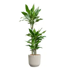 Dracaena Burundii in Vibes wit | Superprijs