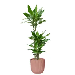 Extra voordeel | Dracaena Burundii in Vibes roze