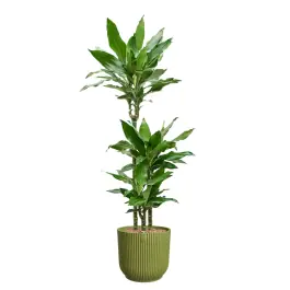 Nieuw gelanceerd | Dracaena Burundii in Vibes groen