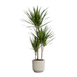 Dracaena marginata in Vibes wit | Premiumkwaliteit