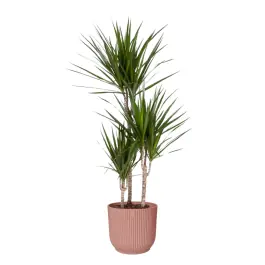 Direct beschikbaar - Dracaena marginata in Vibes roze