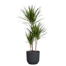 Nieuw binnengekomen | Dracaena marginata in Vibes antraciet